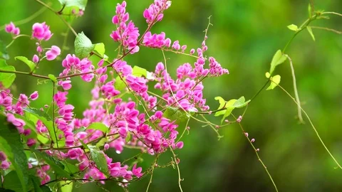Watering pink flower Stock Footage 71165490