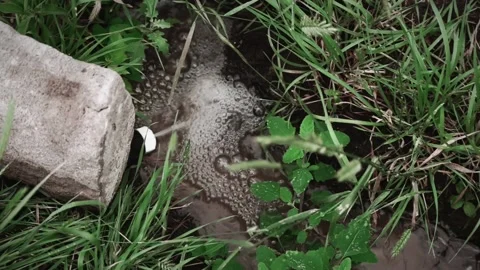 Watering Pipe pours water in small irrigation trench slow motion Stock Footage 198192125