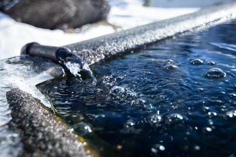 Watering place Фото