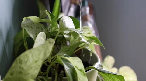 Watering a plant closeup Stock Footage 62946189