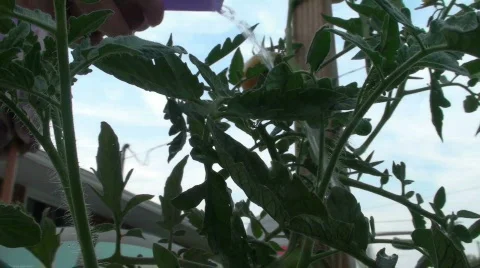 Watering a plant Video stock 695927
