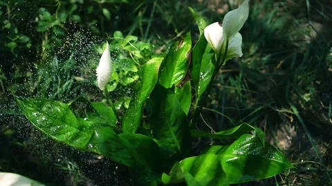 Watering plant Stock Footage 96494262