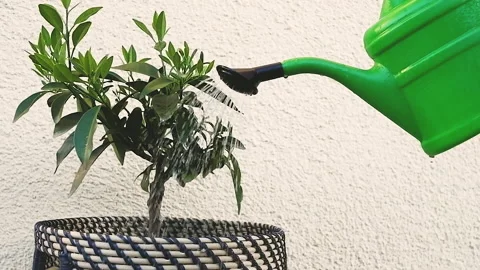 Watering a Plant Stock Footage 136329929