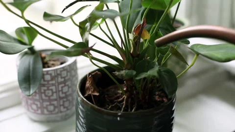 Watering the plant Stock-Footage 144217013