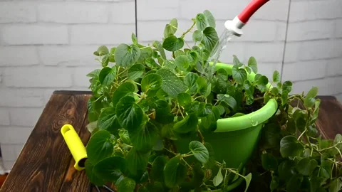 Watering plant Stock Footage 155576941