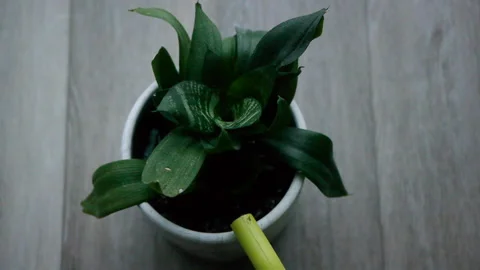 Watering A Plant Stock Footage 169612017