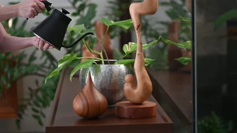 Watering plant Stock Footage 310154310