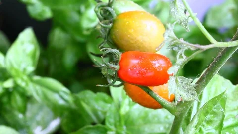 Watering plant of tomatoes Stock Footage 77078720
