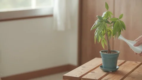 Watering a plant on a wooden table with warm organic feel Video stock 123689341