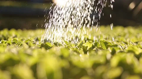 Watering the plantation Stock Footage 47783704