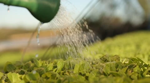 Watering plantation Stock Footage 47783843