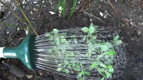 Watering Planted Basil Seedlings Stock Footage 36807469