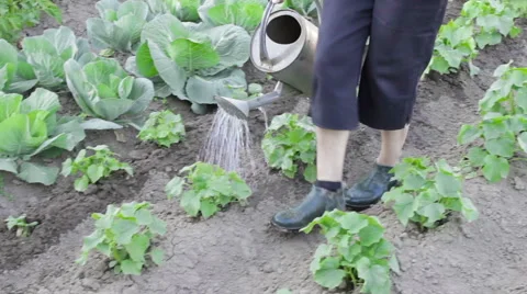 Watering plants with can Stock Footage 64530391