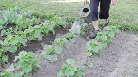 Watering plants with can Stock Footage 64531188