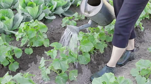 Watering plants with can Stock Footage 64622901
