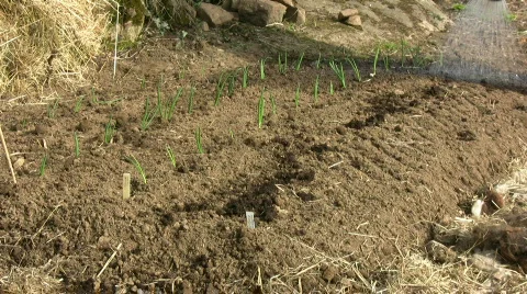 Watering plants Stock Footage 373432