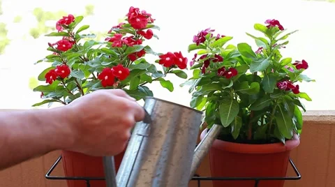 Watering plants Stock Footage 8651361