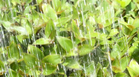 Watering plants Stockbeeldmateriaal 31526584