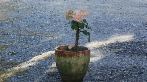 Watering plants Stock Footage 34457325