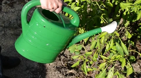 Watering plants Stock Footage 48139286
