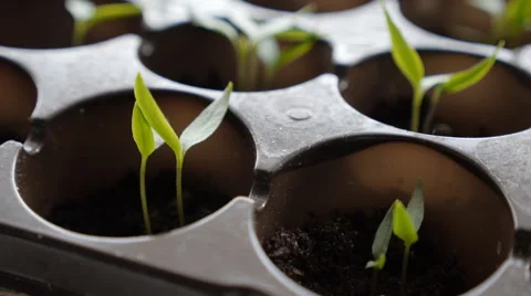 Watering Plants 스톡 동영상 64890176