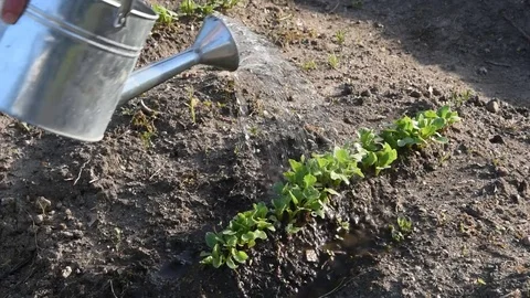 Watering of plants Stock Footage 73592295