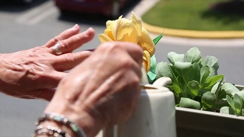 Watering Plants Stock Footage 75212707