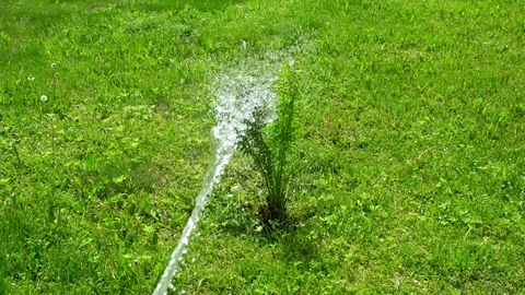 Watering plants. Video stock 99586426
