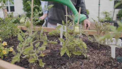 Watering Plants Stock Footage 118973665
