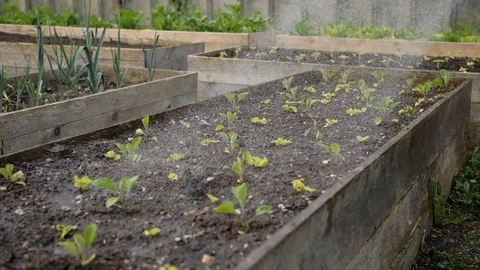 Watering plants Stock Footage 126786061