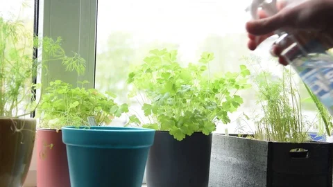 Watering plants Stock Footage 129767915