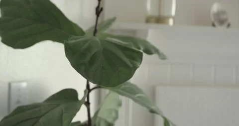 Watering plants Video stock 152269815