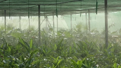 WATERING PLANTS Stock Footage 306694523