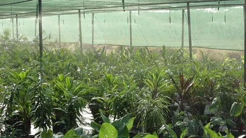 WATERING PLANTS Stock Footage 306694543