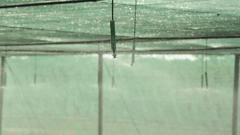 WATERING PLANTS Stock Footage 306694546