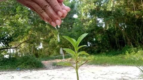 Watering plants by hand Video stock 291251486