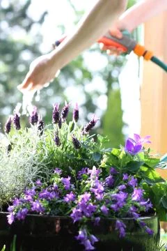 Watering plants Stock-Fotos