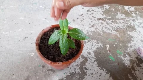 Watering plants on a rooftop Stock Footage 154307696