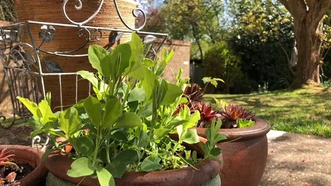 Watering plants in a small garden Video stock 128758595