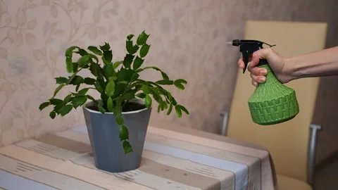 Watering plants using spraying. Caring for indoor plants. Stockbeeldmateriaal 302659736