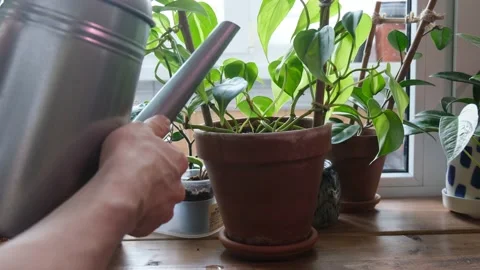 Watering plants1 Stock Footage 152970984
