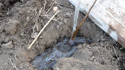 Watering plum rootstock in the pits in the fall Stock Footage 142336220