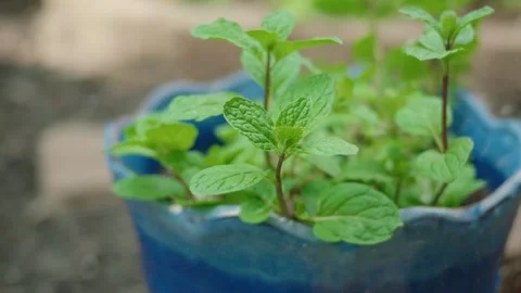 Watering a Potted Mint Plant in a Blue Ceramic Pot Stock-Footage 314934603