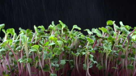 Watering radish microgreens. Video stock 201249094