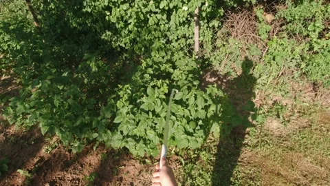 Watering Raspberry Bushes Point Of View Slow Motion Stock Footage 197000667