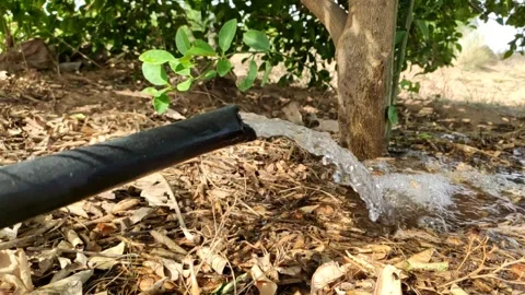 Watering the root zone of a young lemon tree, lemon tree irrigation by water Stock Footage 335434556