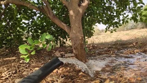 Watering the root zone of a young lemon tree, lemon tree irrigation by water Stock Footage 335434566