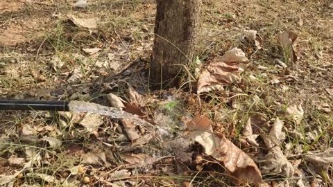 Watering the root zone of a young teak tree, teak tree irrigation by water Stock Footage 335434573