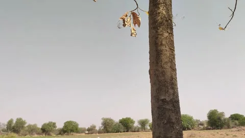 Watering the root zone of a young teak tree, teak tree irrigation by water Stock Footage 335434595
