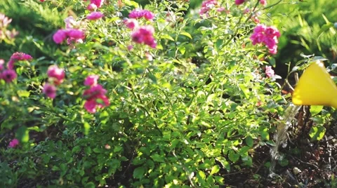 Watering rose bush at sunset Stock Footage 65778962